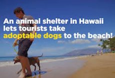 You Can Take A Shelter Dog For A Day Of Fun To Maui’s Gorgeous Beaches