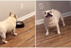 Chubby Bulldog On Diet Finishes Food, Throws A “Hissy-Fit” When Mom Won’t Give Him More