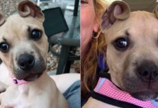 Dog With ‘Cinnamon Roll’ Ears Rescued As Part Of An Abandoned Litter
