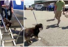 Dog Stepped Off Plane And Sees Her Humans Again After Being Lost For 2-Years
