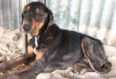 After 10 Years Together, Family Abandons Their Dog As They Move Away