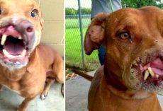 Family Dumped Their ‘Ugly’ Dog And Doctors Transformed Him With Life-Altering Surgery