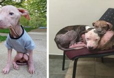 Forgotten Pit-Bull Brothers Comforted Each Other While Waiting For Someone To Care