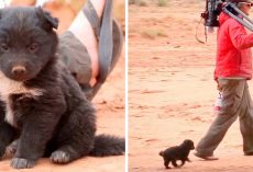 Hikers Find Hungry Puppy Dumped In Middle Of Desert, Puppy Was Living In A Tire
