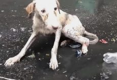 Dog Found Lying In Puddle Unable To Move As She Cried Out In Pouring Rain