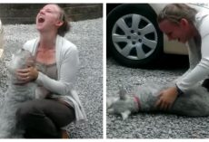 Long Lost Schnauzer Reunited With Owner And The Dog Passed Out From Excitement