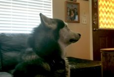 Mad Malamute Won’t Look At Mom After She Makes Him Get A Bath