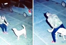 Man Having A Dance Party With A Stray Dog At Midnight Was Caught On Video