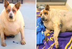 Morbidly Obese Dog Abandoned Near Field, He Is Forlorn, Sick And Has Nowhere To Go