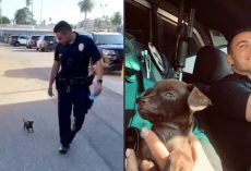 Officers Come Across Tiny Stray Puppy, Make Him Part Of The LAPD