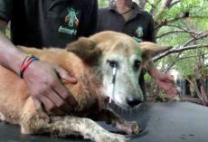 Rescuers Work To Save Dog With Porcupine Quill Piercing Her Eyelid