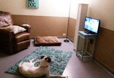 Special Shelter Room Helps Lonely Dogs As They Wait For Forever Homes