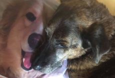 Heartbroken Dog Won’t Stop Cuddling Pillow Of His Late Brother’s Face