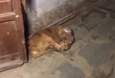 Rescuers Find Stray Hiding With A Powdered Wound On His Head
