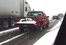 Dog Seen Covered In Snow In An Open Truck Bed Driving Down The Road