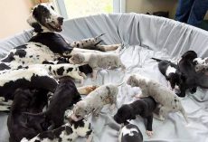 Velma The Dalmatian Goes Into Labor And Gives Birth To Record-Setting Litter
