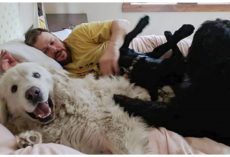 10 Dogs Who Are Total Bed Hogs And Aren’t One Bit Sorry