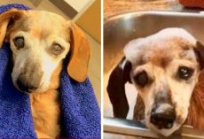 18-Yr-Old Blind Dachshund Was Thrown In A “Kill” Center, Cried & Prayed To Be Saved