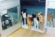 4 Stray Dogs Wait At Hospital Door When Homeless Man They Love Gets Sick