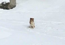 Abandoned Dog Is So Loyal That She Waited For Her Family In Freezing Cold For 5-Days