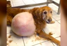 Abandoned Dog With 46-Lb Tumor Finally Had Heavy Burden Lifted Off His Shoulders