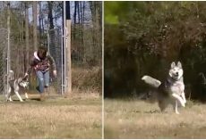 After Spending His Entire Life On A Chain, Biscuit Was Shown An Empty Field