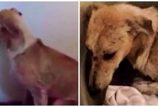 Traumatized Dog So Fearful Of Everything, She Stares At A Wall For Days