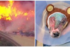 Dog’s Body Ravaged By Flames From House Fire, Vet Attempts Scaly New Treatment