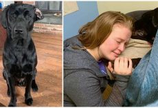 Heartless Neighbor Shot Friendly Dog In Face & Left Him To Bleed Out In Woods