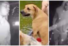 Criminals Break Into Couple’s Home And Viciously Murder Their Family Dog