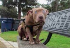 Owner Abused And Tied Blind Pit Bull To Park Bench And Left Her There For Days
