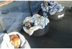 Bus Station Gives 3 Freezing Strays Shelter– And The Dogs Get Cozy In The Blankets