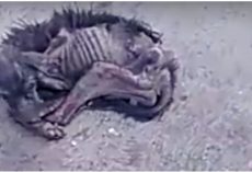 Skin-And-Bones She Lay On Busy Sidewalk And No One Stopped