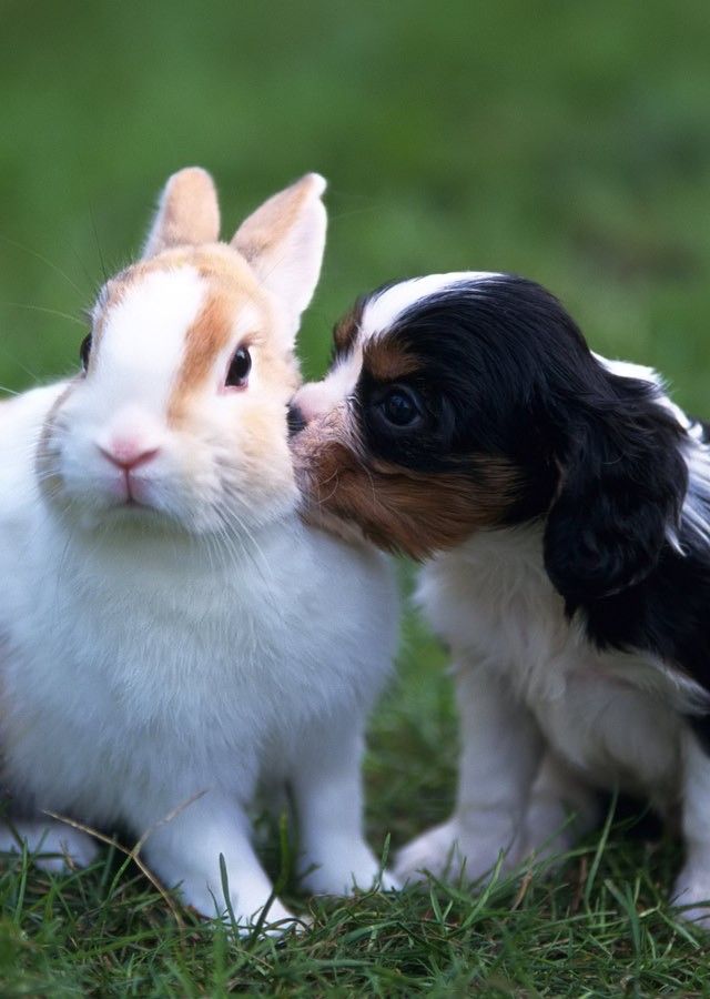 cavalier spaniel dog rabbit pics
