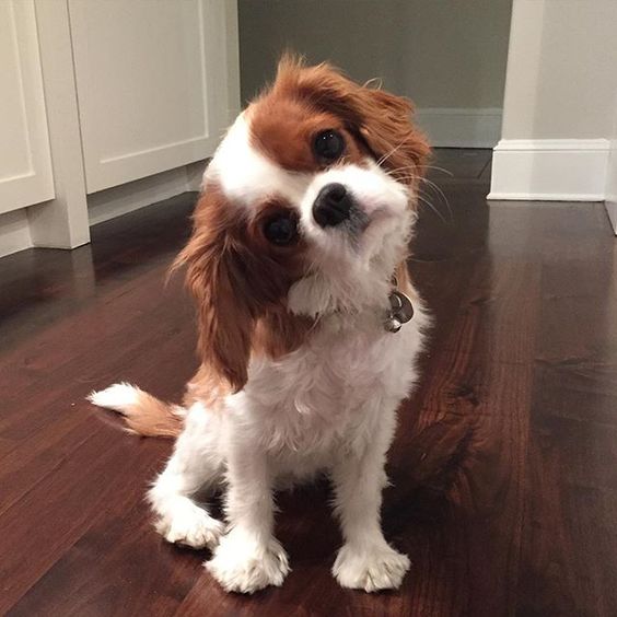 cavalier spaniel tilt head listen