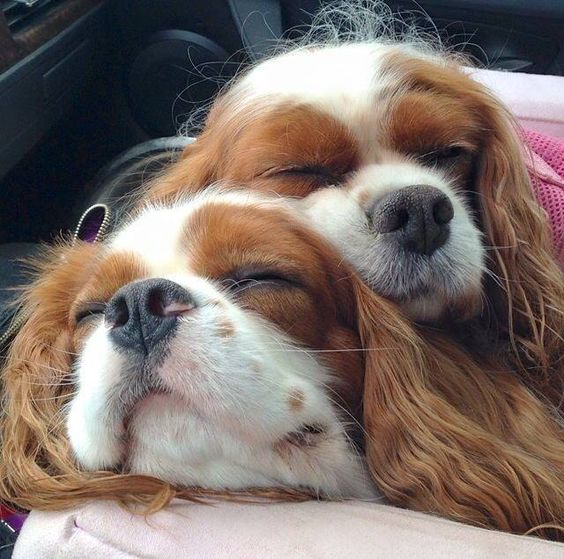 cavaliers spaniels sleep car