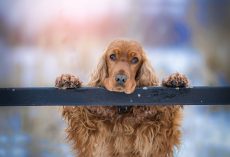 Is Your Dog Potty Trained Enough?