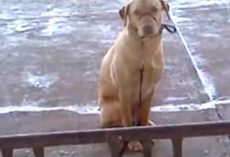 Dog Left Outside In Freezing Cold – Man Sees Him Shivering And Doesn’t Waste Time