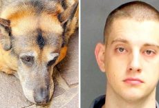 Cop Beats His Puppy With A Block Of Wood, Puppy Found Bleeding With Skin Tears