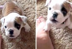 Cute Bulldog Pup Wanted A Seat On The Couch, And Had A “Feisty Confrontation” With Dad
