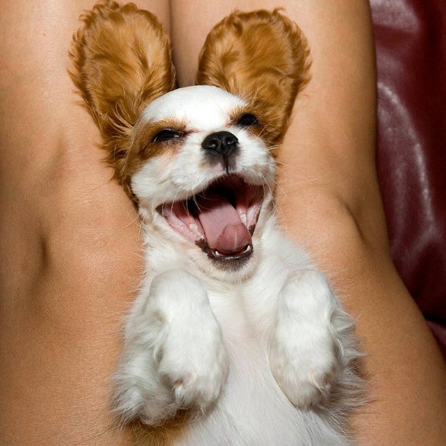 cute puppy happy cavalier king charles spaniel