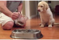 Dad Poured Food For His Puppy And He Won’t Eat Without Their Prayer Routine