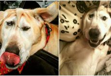 Disfigured Dog Is Given Up On Time & Time Again, Until One Woman Sees All His Beauty