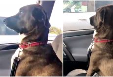 Dog Assumes He’s Going To Park, Ends Up At Vet & Snubs Mom With Silent Treatment