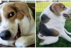 Dog Born With No Neck And A Butt On His Back Still Considered The ‘Happiest Dog Alive’