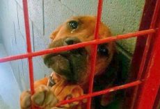 Dog Cried All Night As No One Picks Her & Shelter Shared Her Photo As A Last Resort