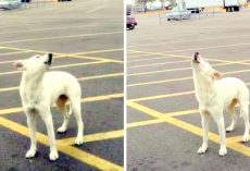 Dog Dumped In Parking Lot Waits 9-Days For Owner And Keeps Howling For Her Family