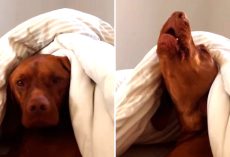Lazy Dog Hates The Morning Alarm And Shows His Disapproval