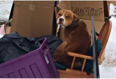 Dog Left Behind By Family Huddled In Trash Pile And Used Old Recliner For Warmth
