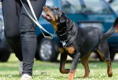 Training Your Dog to Listen to You